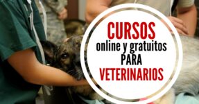Cursos online y gratuitos para veterinarios – ideal para amantes y cuidadores de animales