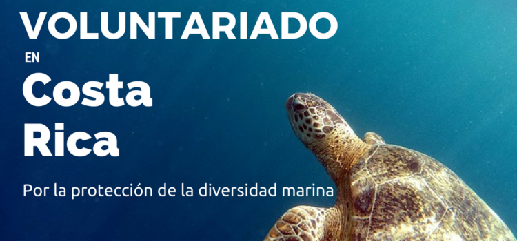 Voluntariado con tortugas marinas en Costa Rica