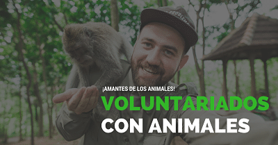Voluntariado con animales – sin restricción de nacionalidad