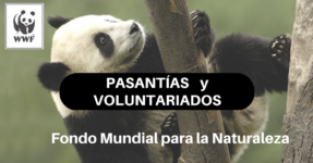 Pasantías y Voluntariados con el Fondo Mundial para la Naturaleza – WWF